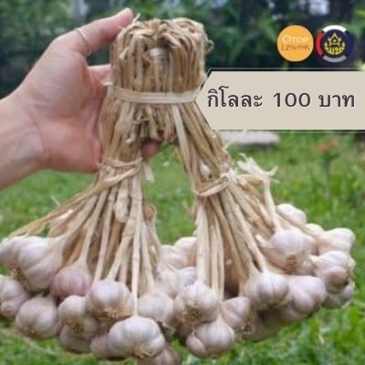 กระเทียมมัดจุก